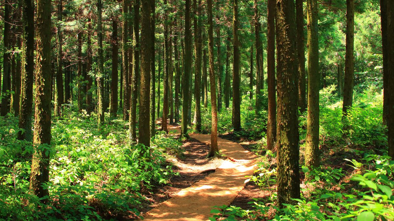 Forest bathing for stress relief Forest bathing for stress relief.
