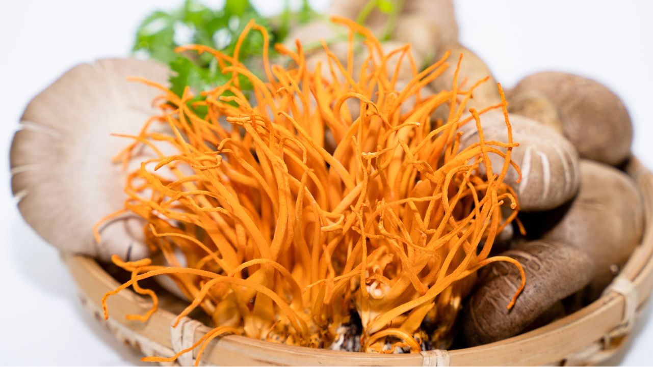 Cordyceps for Energy and Endurance